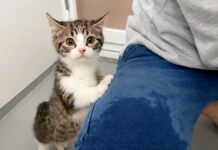 初めてのシャンプーにドキドキの子猫