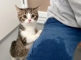 初めてのシャンプーにドキドキの子猫