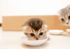 離乳食に挑戦する子猫