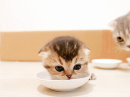 離乳食に挑戦する子猫
