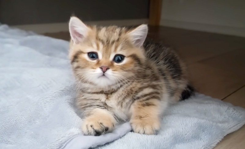 眠たそうな子猫