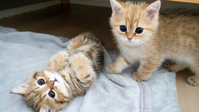 ヘソ天姿で甘える子猫