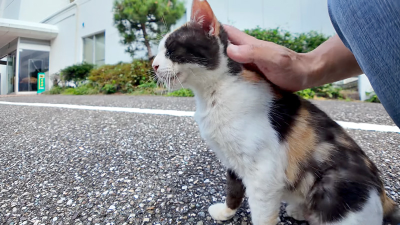 撫でられる猫