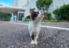 ホテルでお出迎えする猫