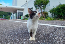 ホテルでお出迎えする猫
