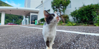 ホテルでお出迎えする猫