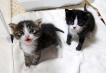 猛アピールする子猫達