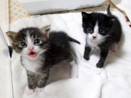 猛アピールする子猫達