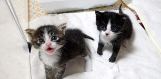 猛アピールする子猫達