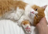 家に着いた瞬間からくつろぐ子猫