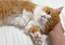 家に着いた瞬間からくつろぐ子猫
