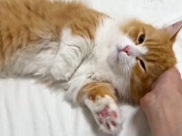 家に着いた瞬間からくつろぐ子猫