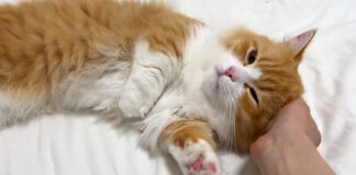 家に着いた瞬間からくつろぐ子猫