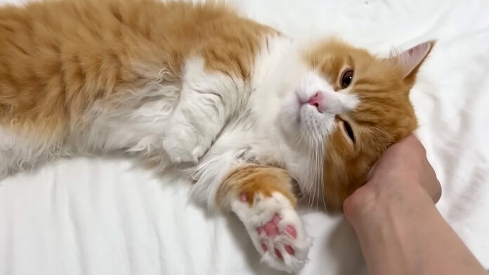 家に着いた瞬間からくつろぐ子猫