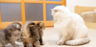 パパ猫を威嚇する子猫
