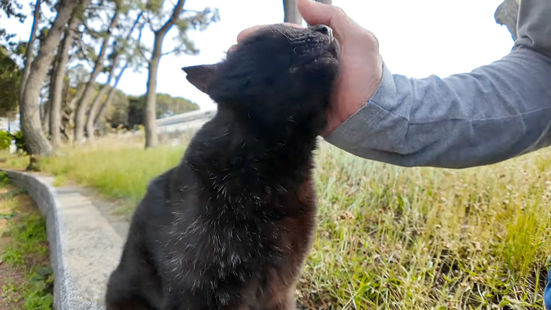 撫でられる猫