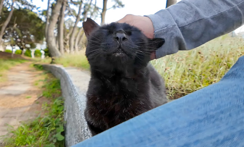 撫でられる猫