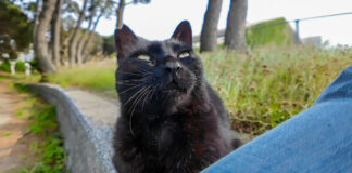 石段の上に座っていた猫