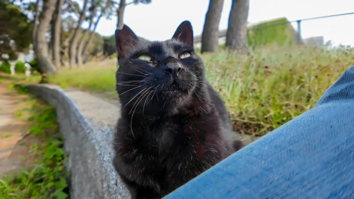 石段の上に座っていた猫