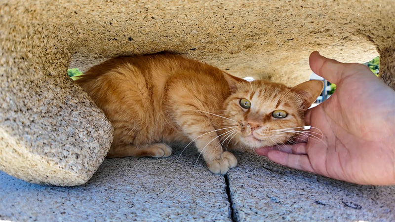 ナデナデされる猫