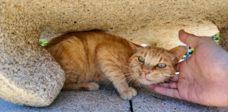 石灯籠の下で涼む猫