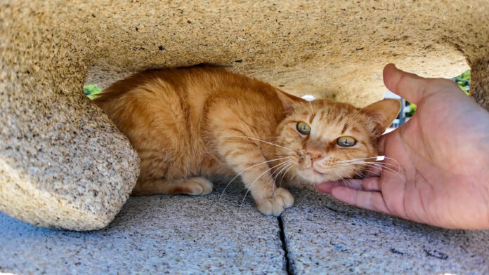 石灯籠の下で涼む猫