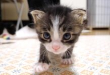 ミルクが飲みたい子猫