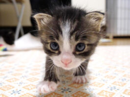 ミルクが飲みたい子猫