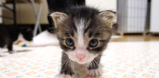 ミルクが飲みたい子猫