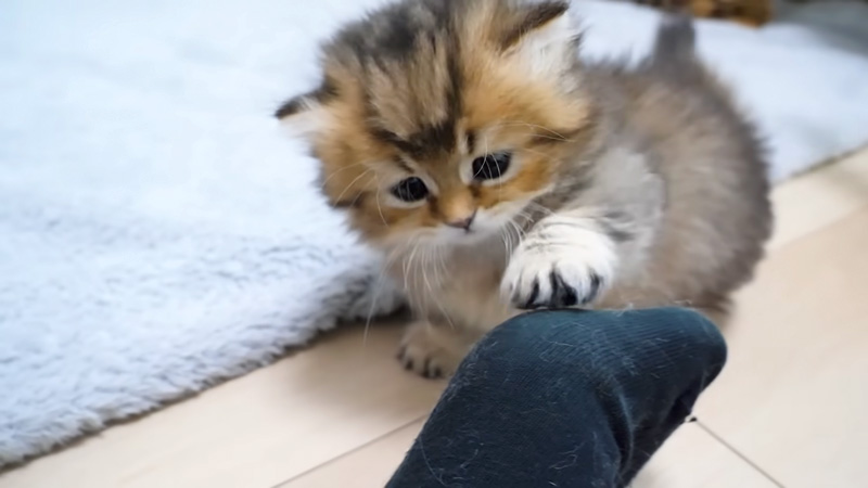 飼い主さんにイタズラする子猫