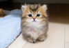 イタズラ好きの子猫