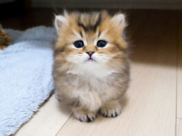 イタズラ好きの子猫