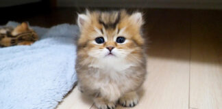 イタズラ好きの子猫