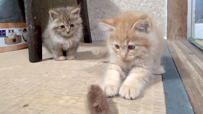 オモチャで遊ぶ子猫達