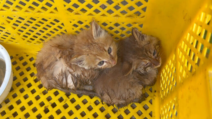 川で保護された子猫達
