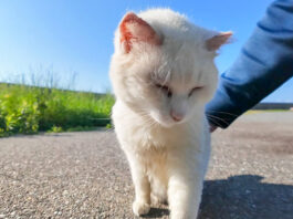 撫でられる猫
