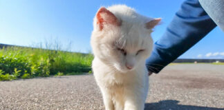 撫でられる猫