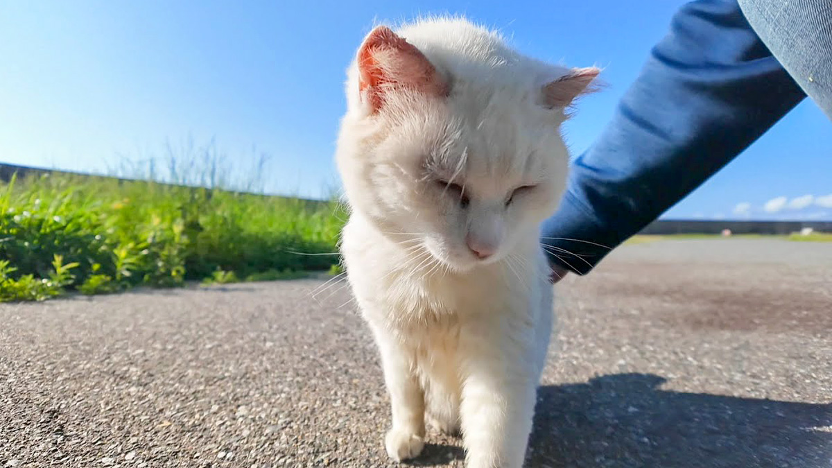 keikaisinmax_neko_title.jpg