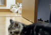 保護子猫が気になる猫達
