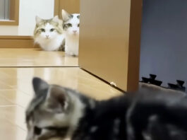 保護子猫が気になる猫達