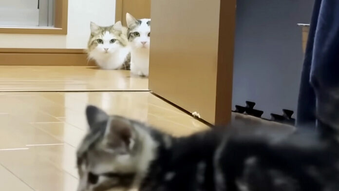 保護子猫が気になる猫達