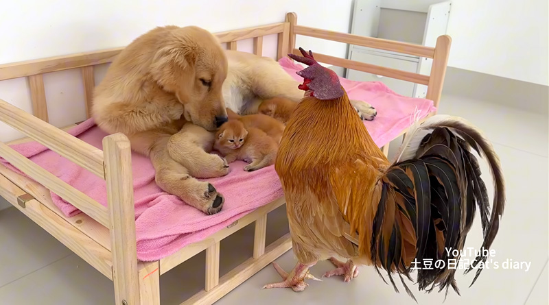 子猫達の世話をする犬