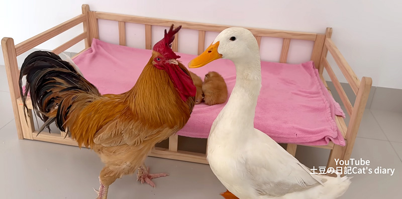競い合う母アヒルとおんどり