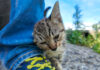足にスリスリする子猫