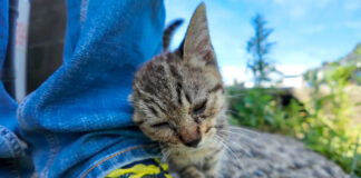 足にスリスリする子猫