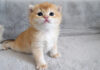 ヨチヨチ歩きの子猫