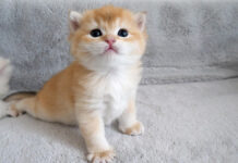 ヨチヨチ歩きの子猫
