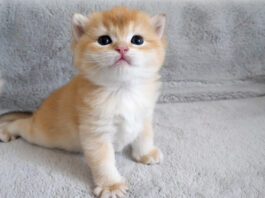 ヨチヨチ歩きの子猫