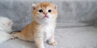 ヨチヨチ歩きの子猫