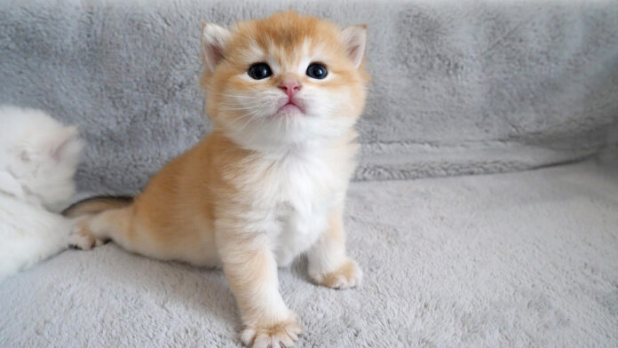 ヨチヨチ歩きの子猫